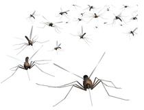 Уничтожение комаров Москва