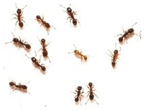 Уничтожение муравьев Москва